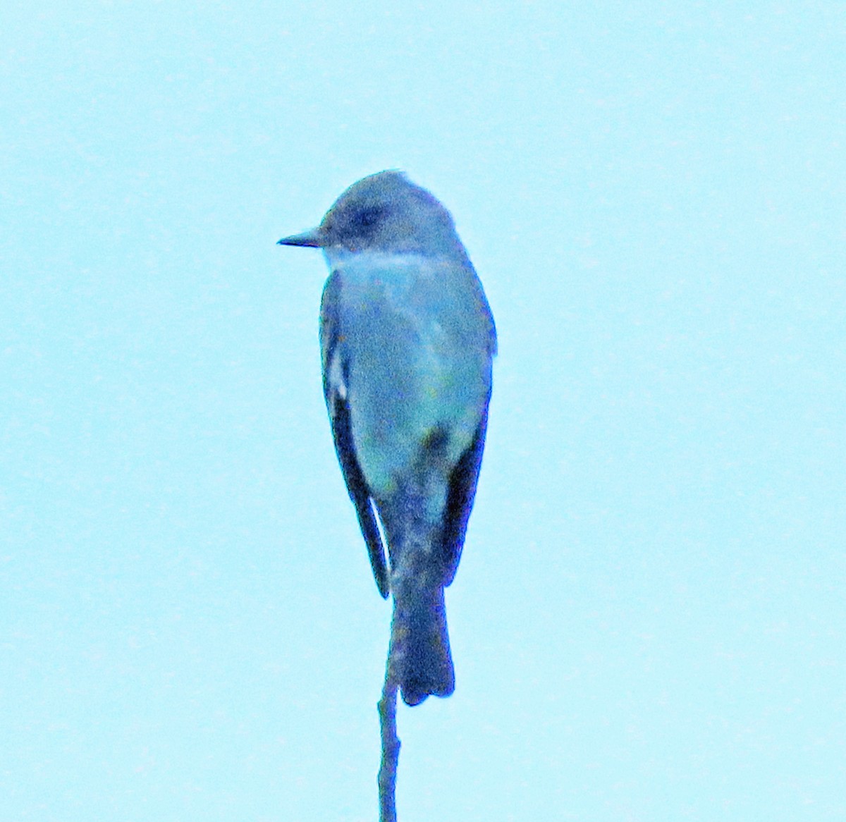 Western Wood-Pewee - Jim Scott