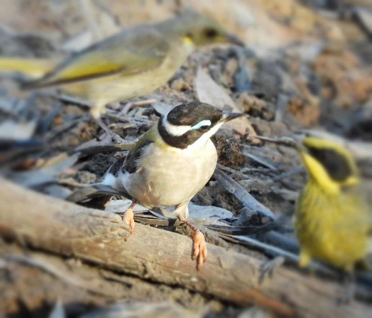 Black-chinned Honeyeater - ML619276044