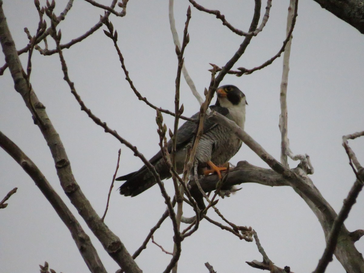 Peregrine Falcon - Allan Burrage