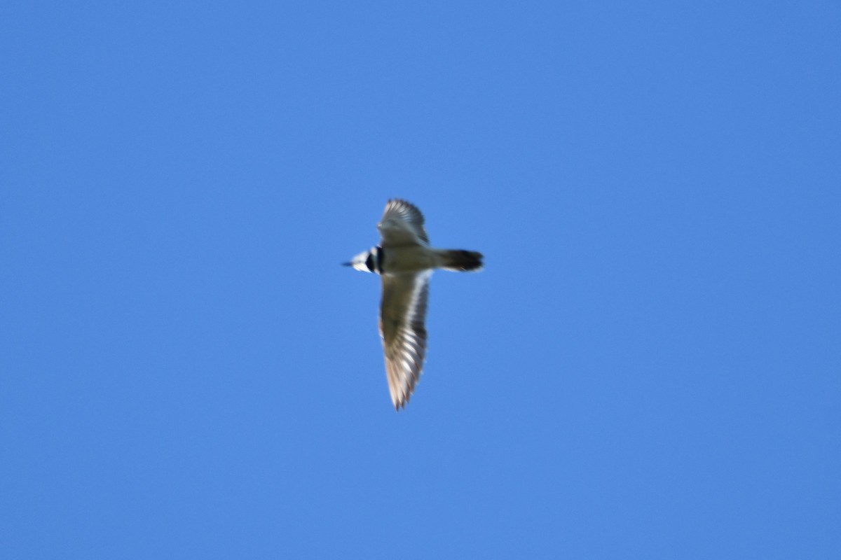 Killdeer - ML619276052