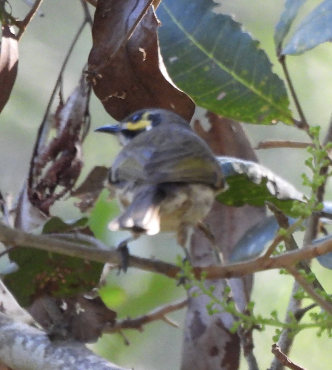 Yellow-faced Honeyeater - Maylene McLeod