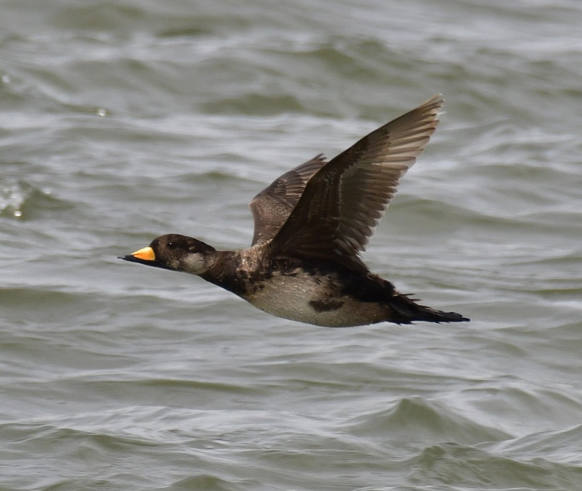 Black Scoter - Harrison Calvin