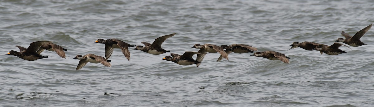 Black Scoter - Harrison Calvin