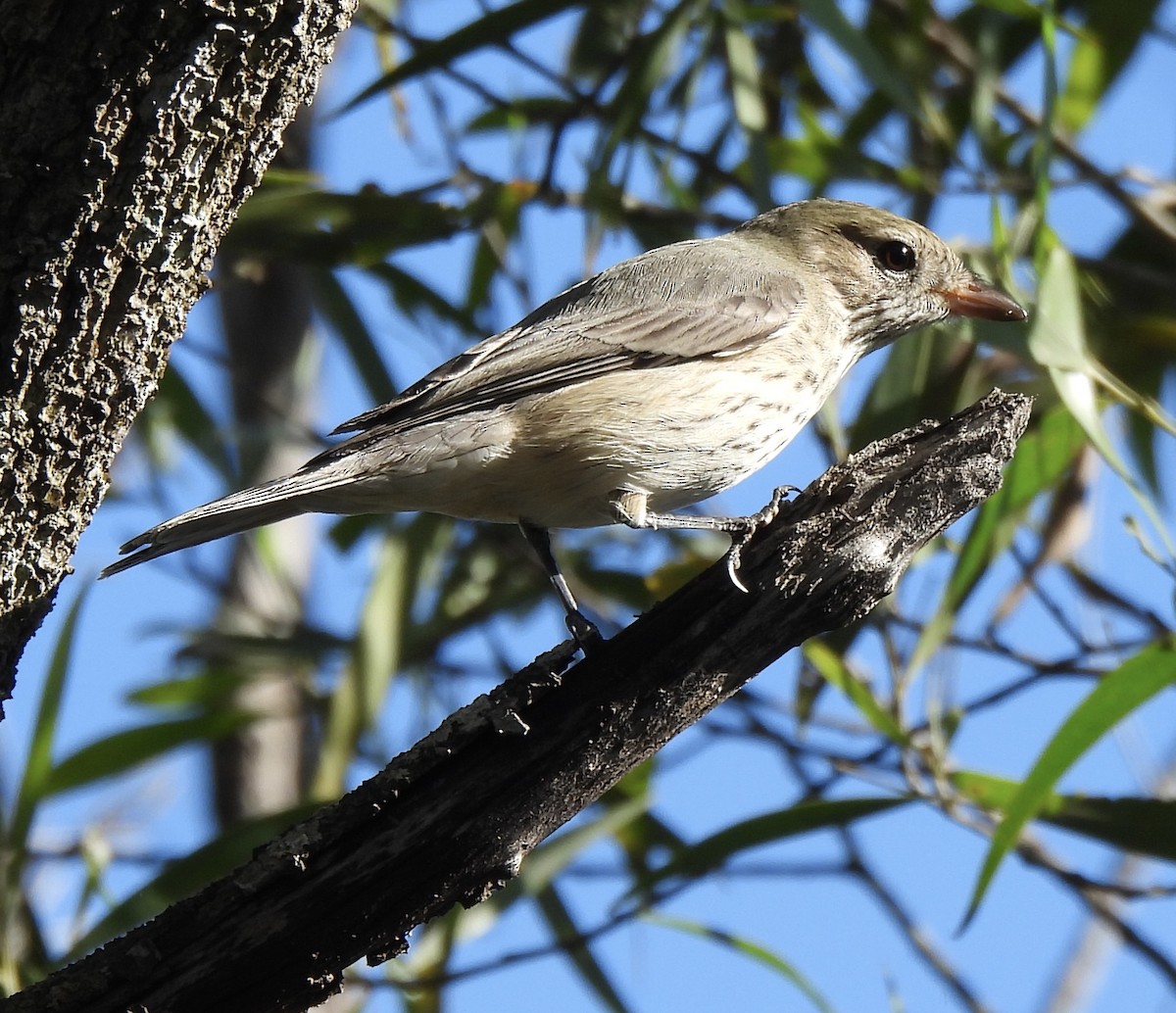 Rufous Whistler - Maylene McLeod