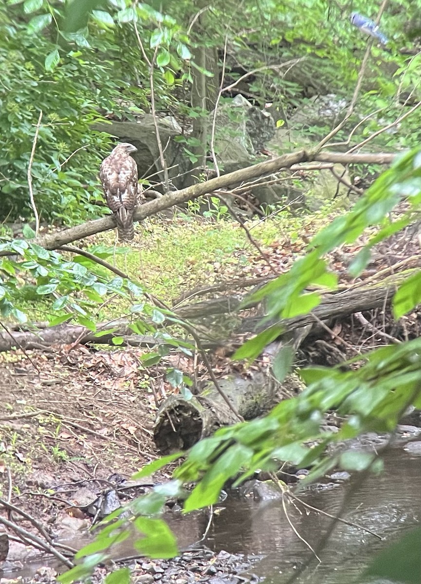 Краснохвостый канюк - ML619276087