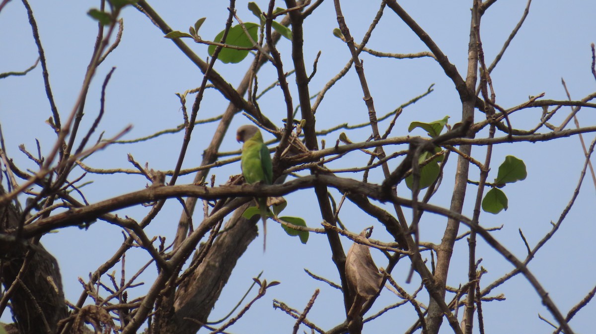 Plum-headed Parakeet - Sujay Biswas