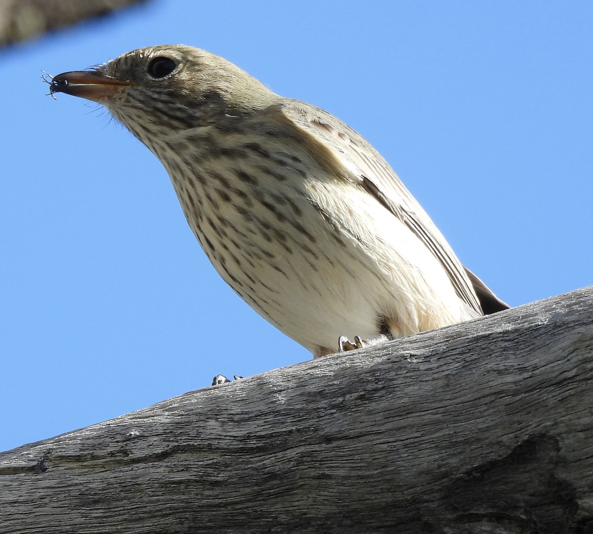 Rufous Whistler - Maylene McLeod