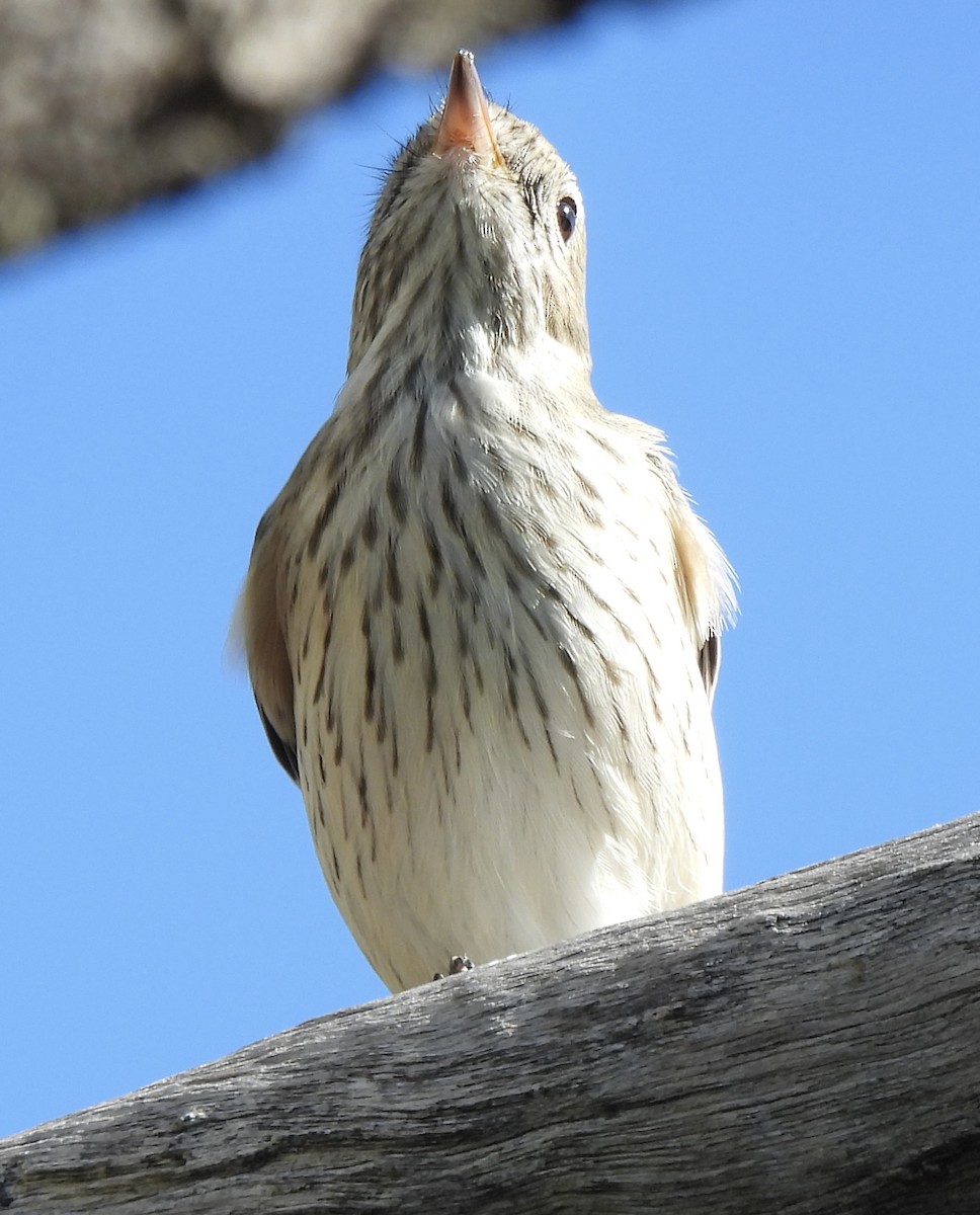 Rufous Whistler - Maylene McLeod