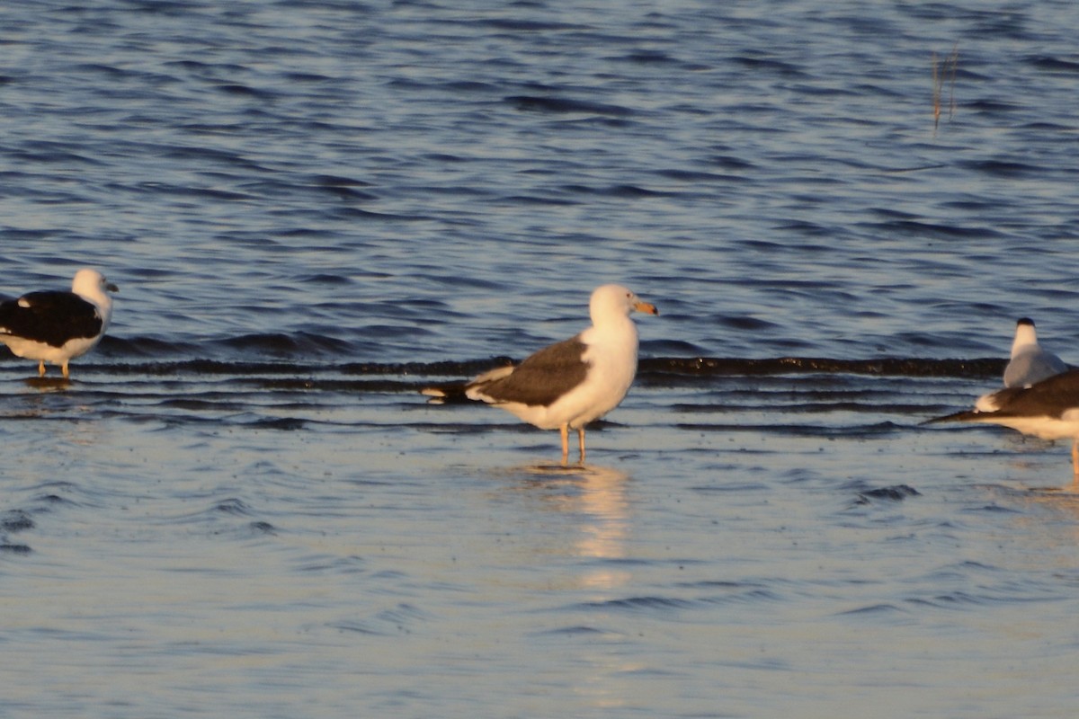 Great Black-backed Gull - Anton Kornilov