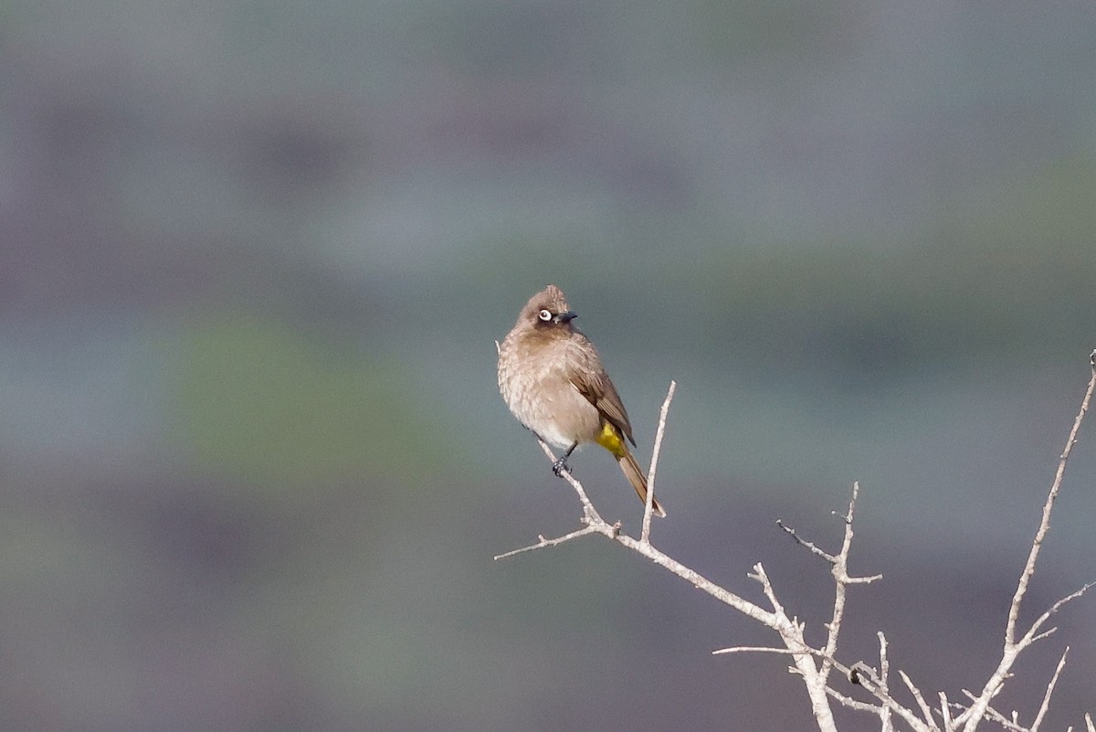 Cape Bulbul - Tommy Pedersen