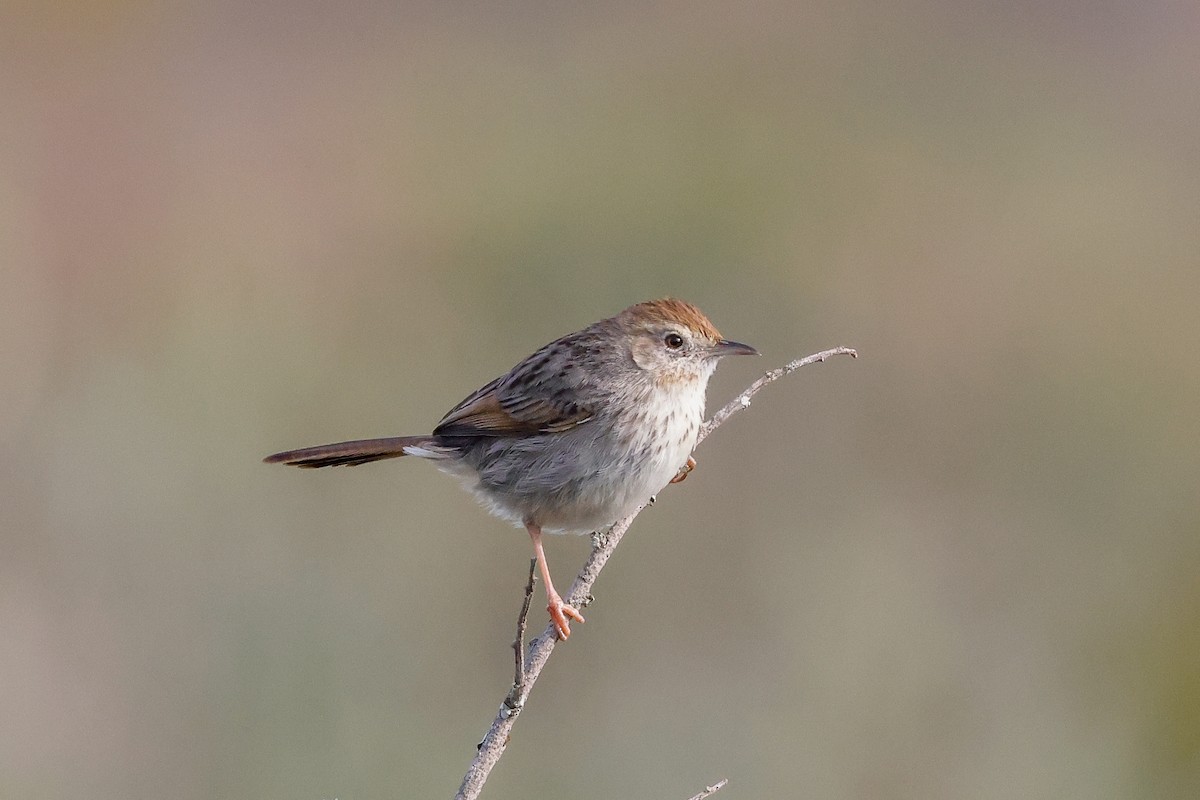 Red-headed Cisticola - ML619276113