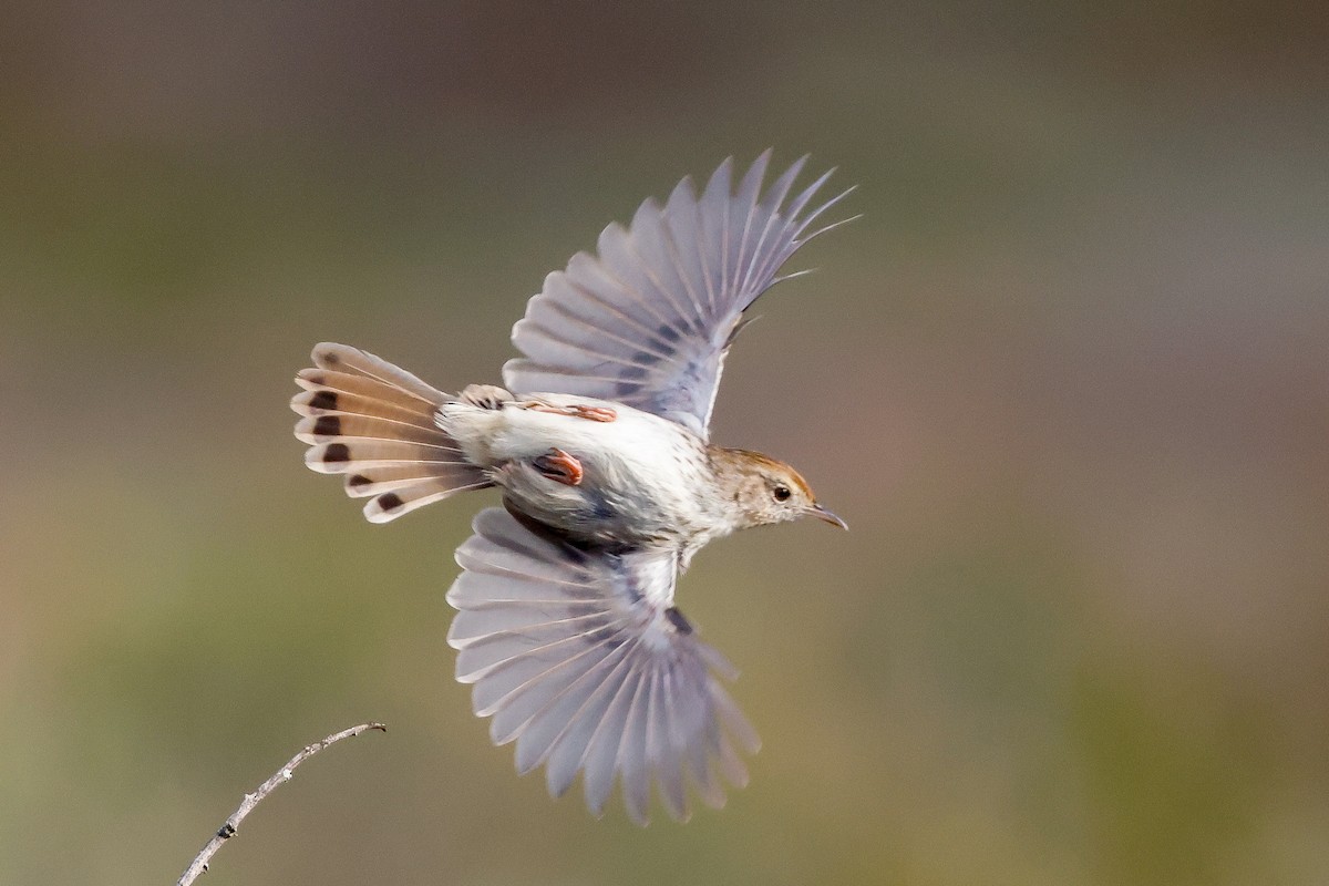 Red-headed Cisticola - Tommy Pedersen