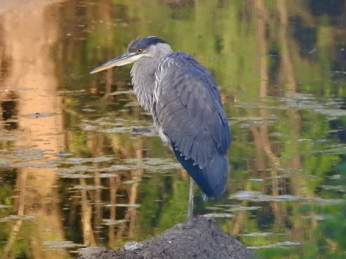 Great Blue Heron - Noam Markus