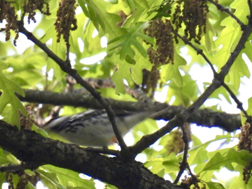 Blackpoll Warbler - Vikki Jones