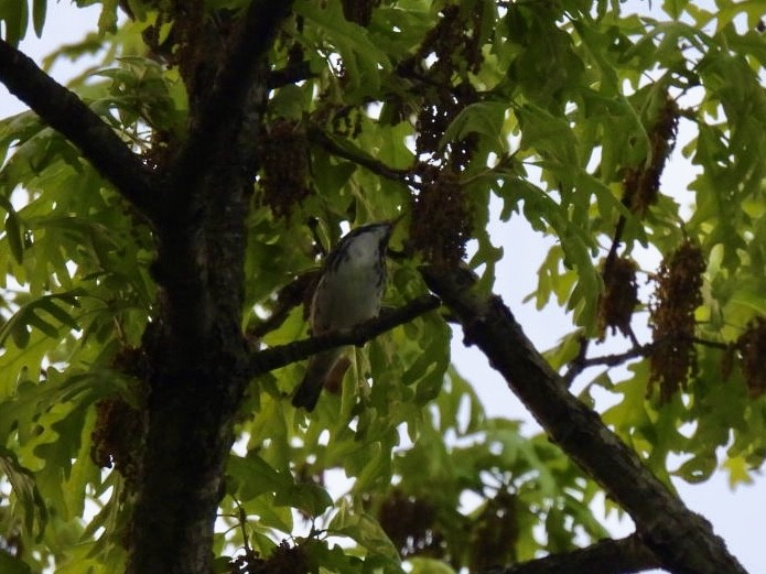 Blackpoll Warbler - Vikki Jones