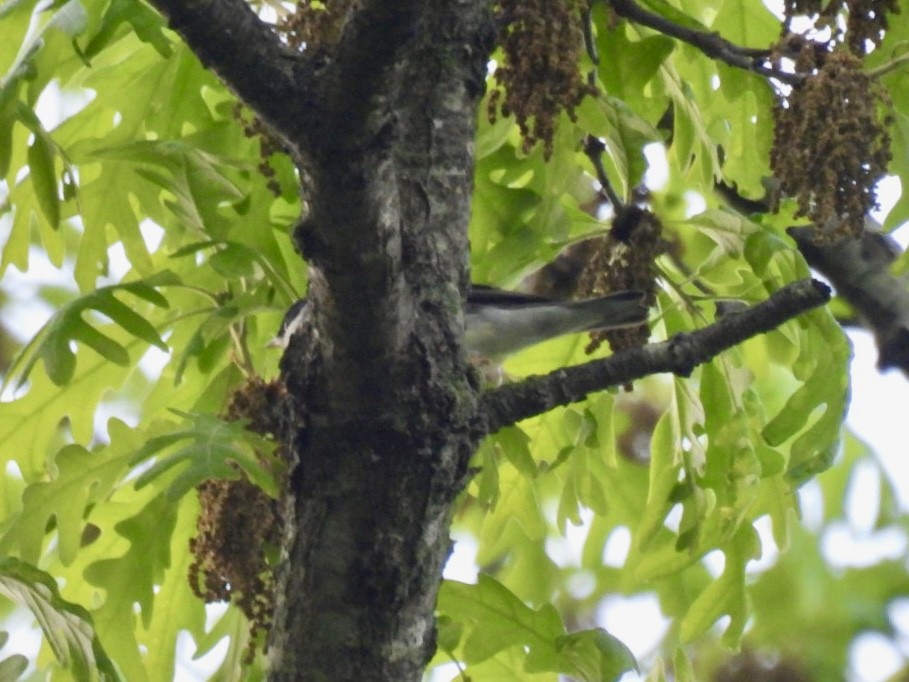 Blackpoll Warbler - Vikki Jones