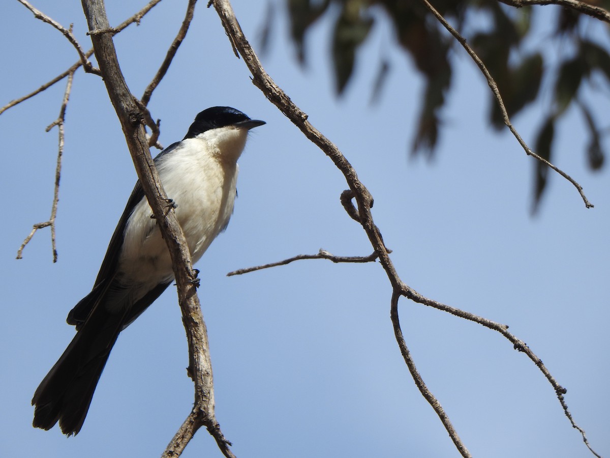 Restless Flycatcher - Finn Craig-Harding