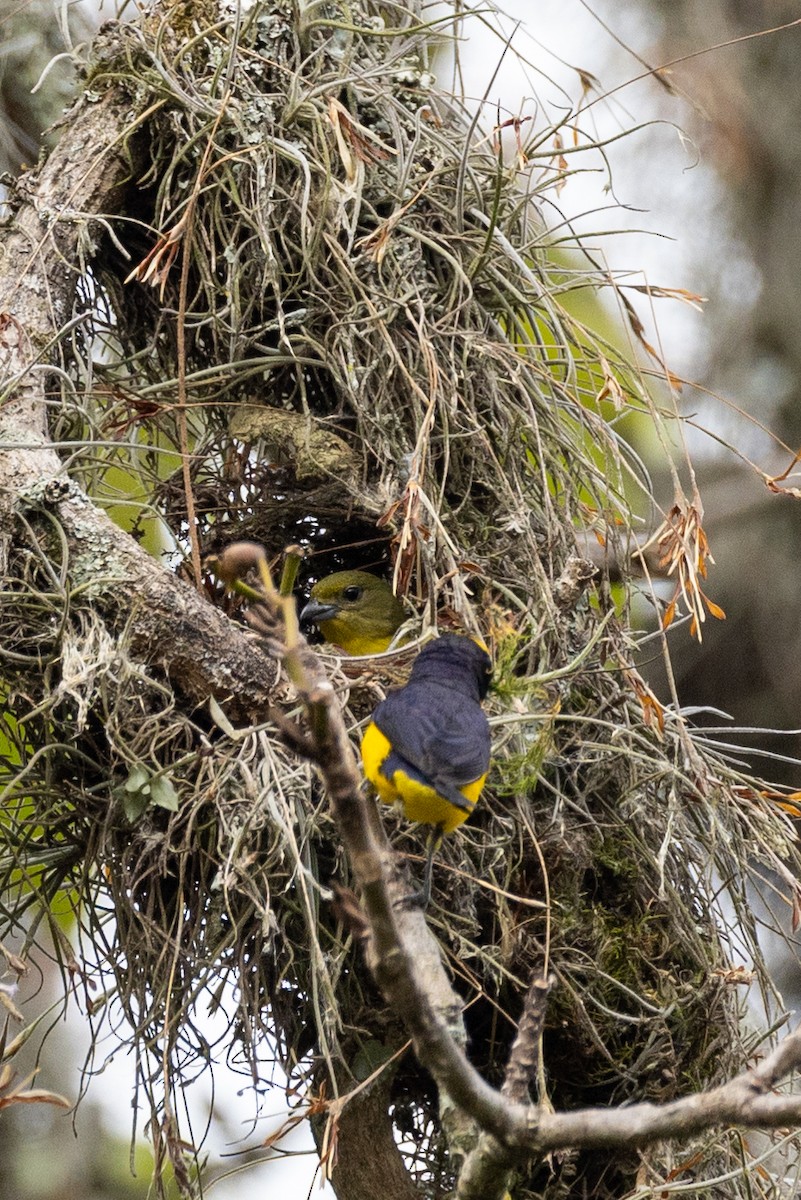 Thick-billed Euphonia - Lutz Duerselen