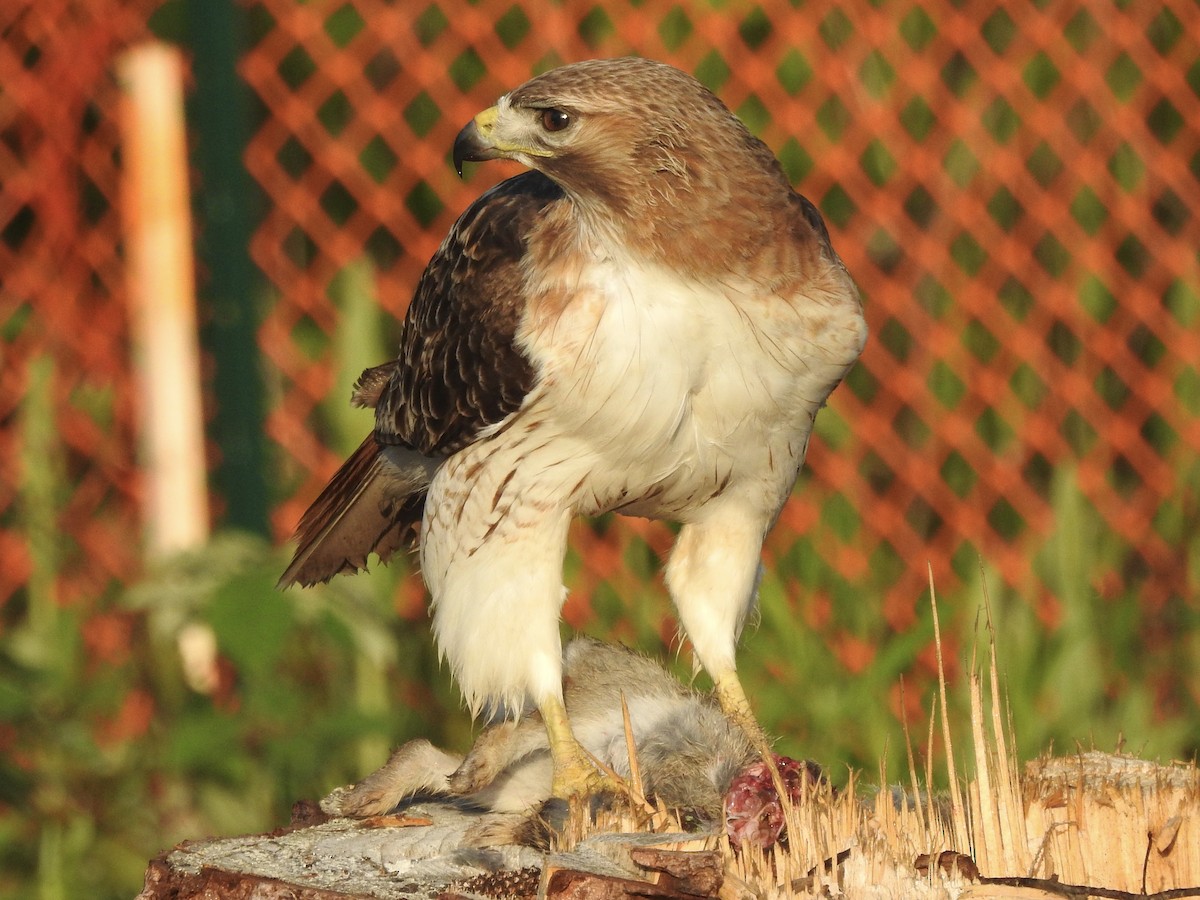 Red-tailed Hawk - ML619276129