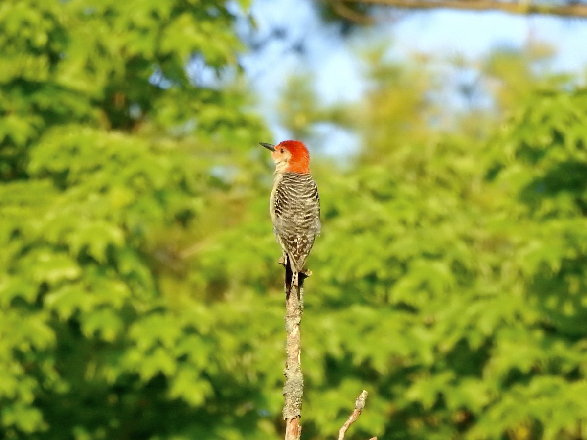 Red-bellied Woodpecker - ML619276136
