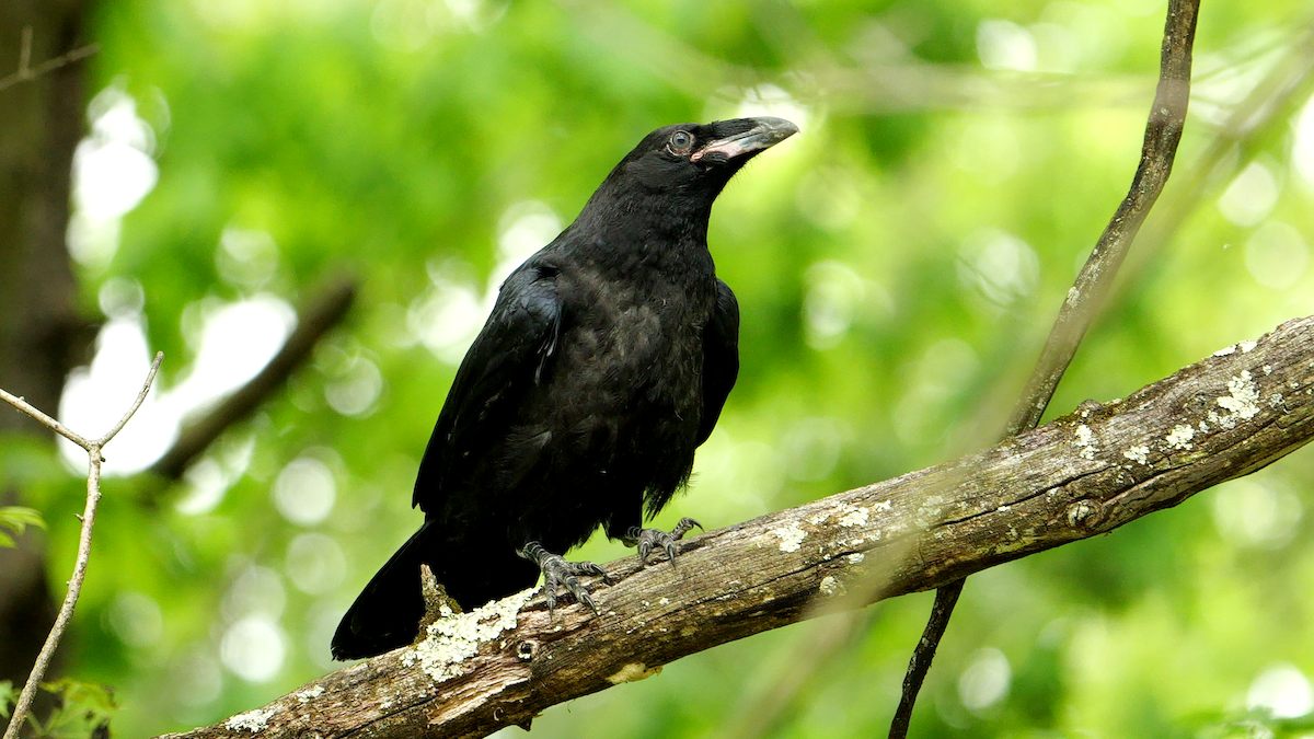 Common Raven - Chris Chappell