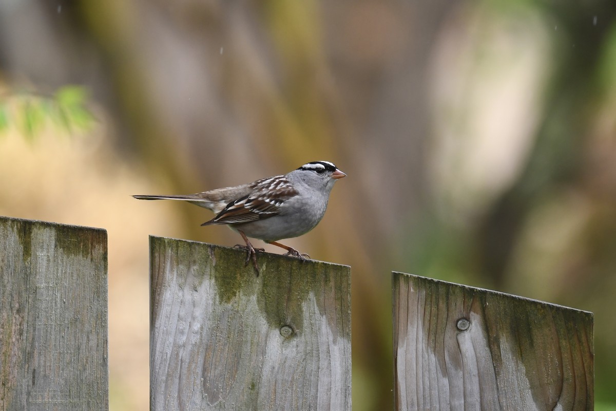 White-crowned Sparrow - Christiane Hébert