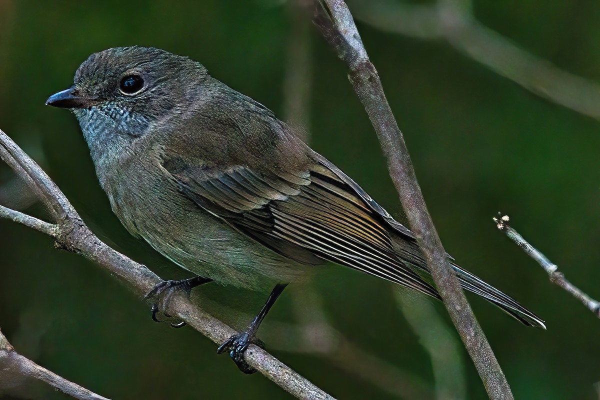 Golden Whistler - Alfons  Lawen