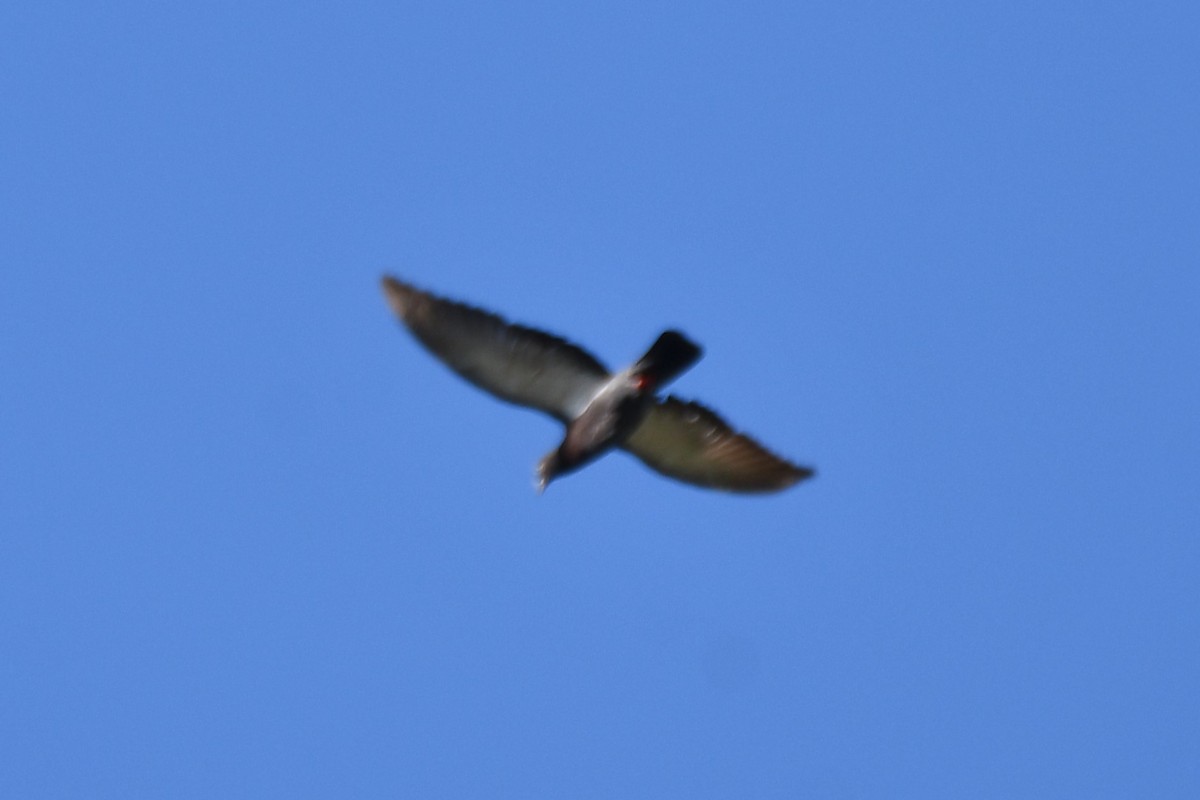 Rock Pigeon (Feral Pigeon) - Carmen Ricer