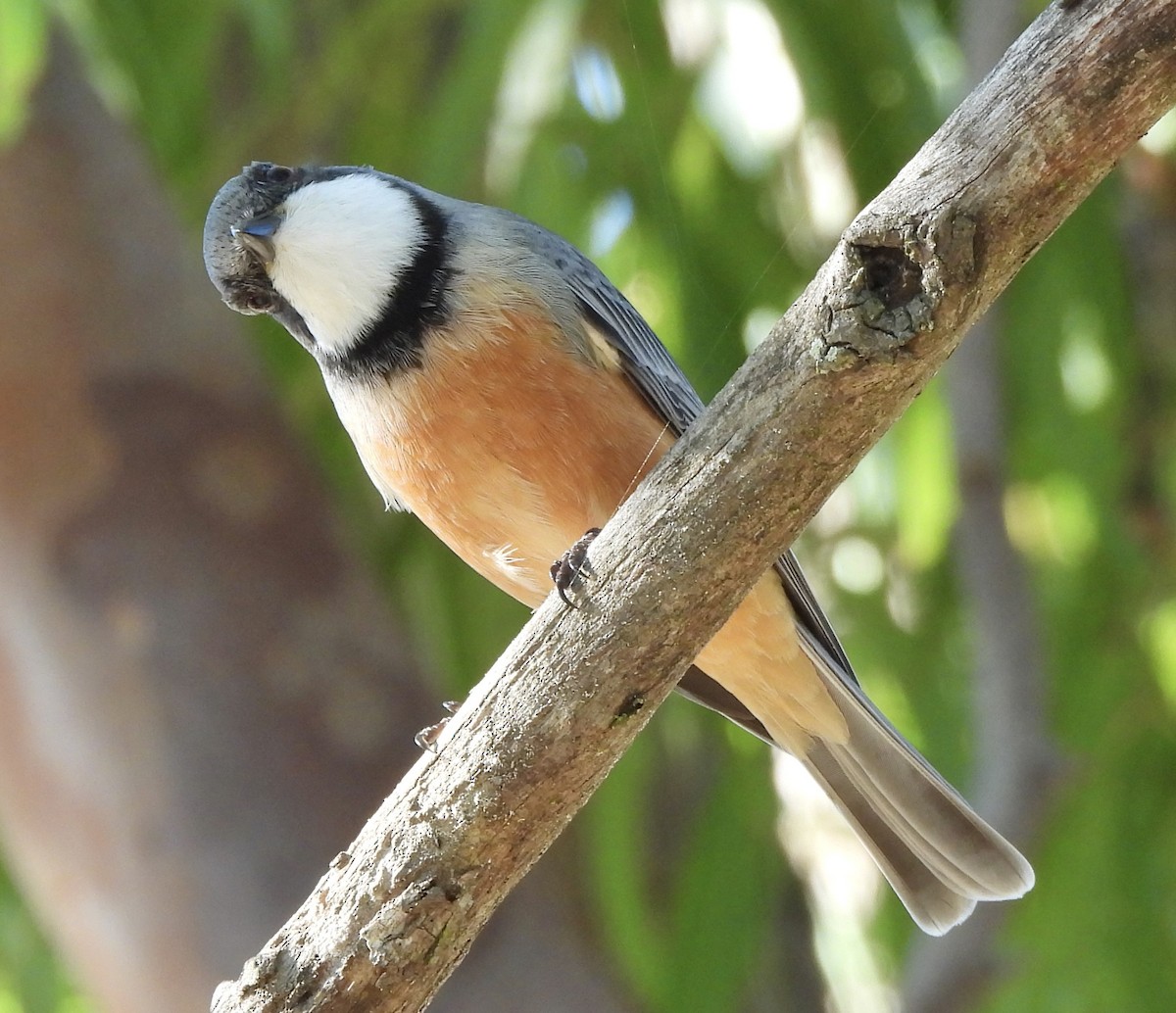 Rufous Whistler - Maylene McLeod