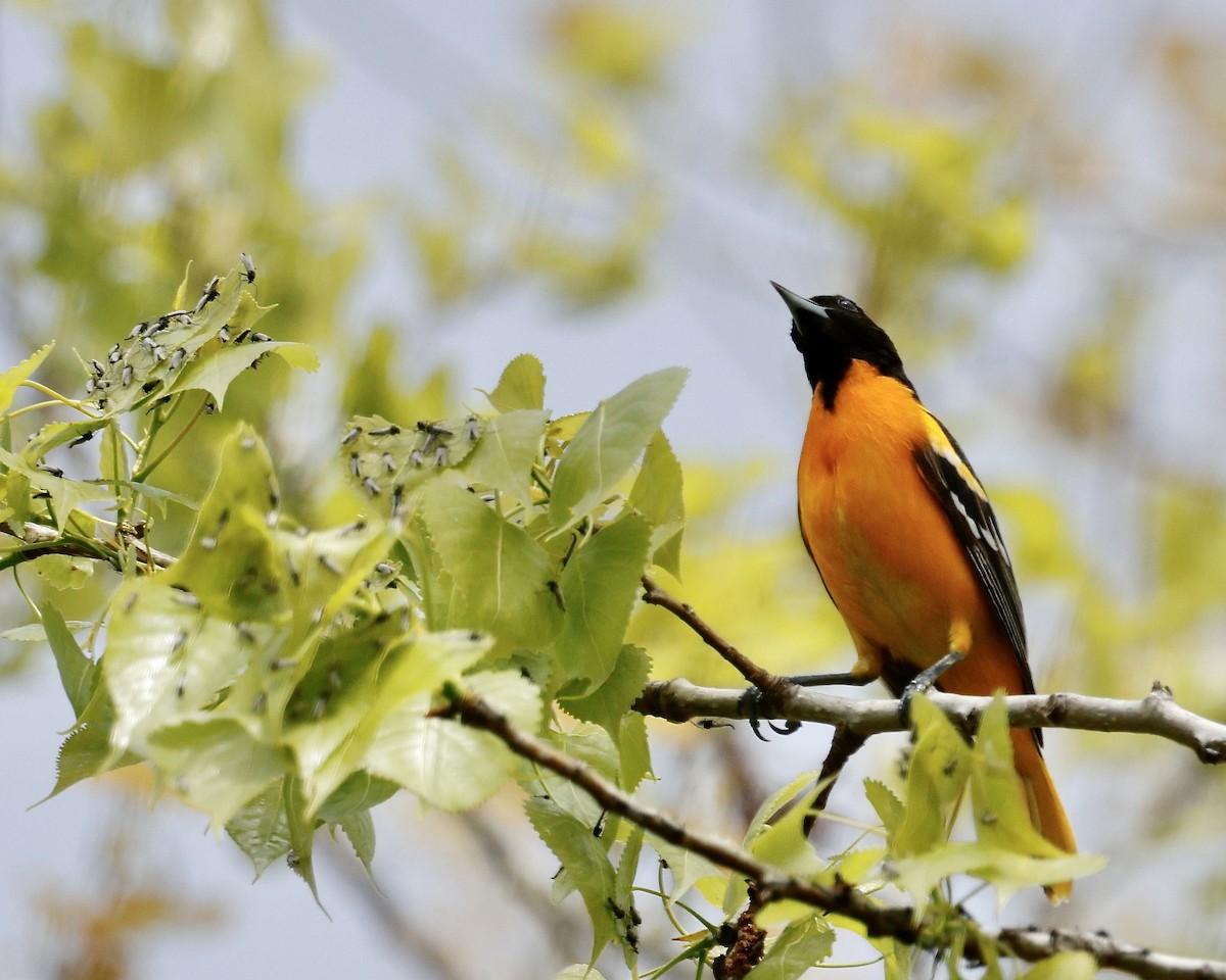 Baltimore Oriole - Cate Hopkinson