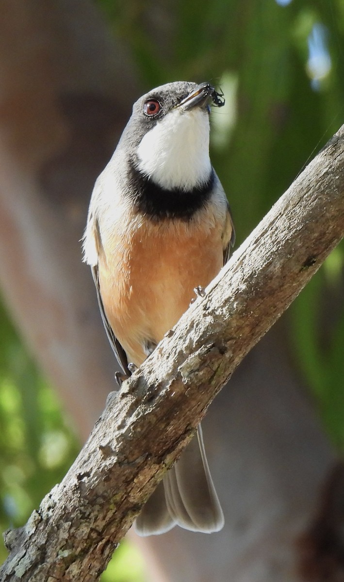 Rufous Whistler - Maylene McLeod