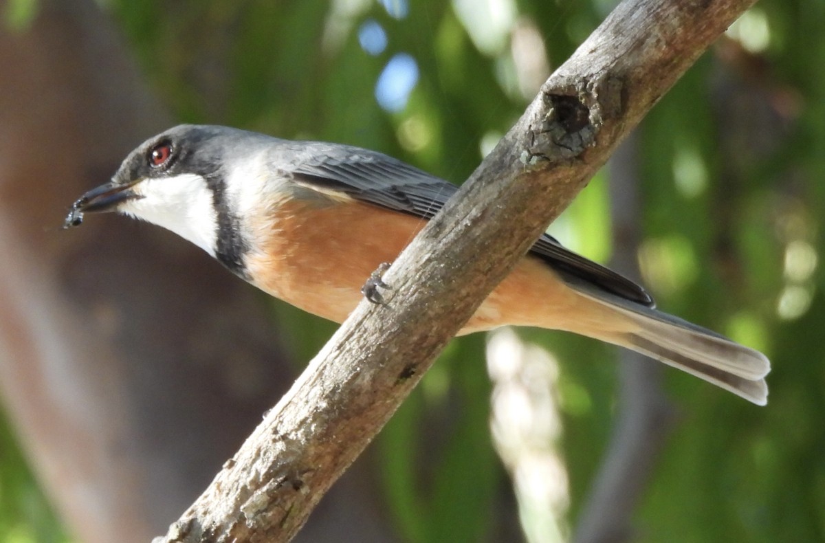 Rufous Whistler - Maylene McLeod