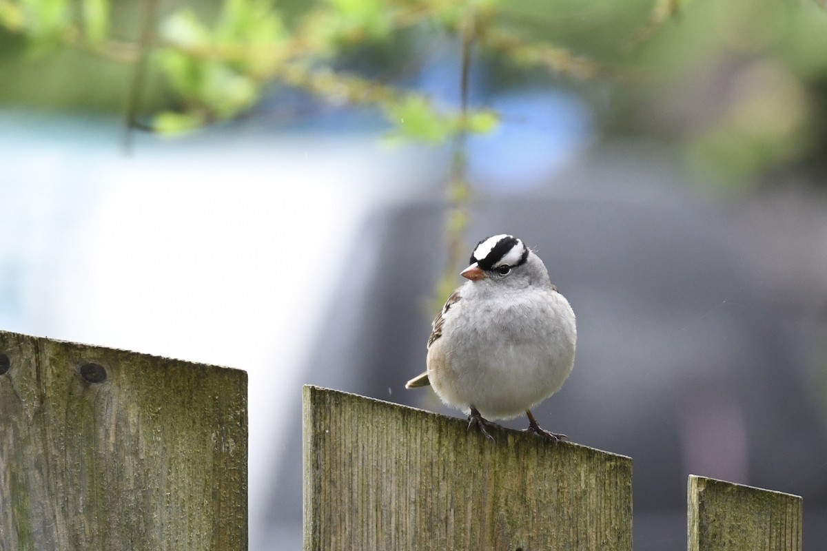 White-crowned Sparrow - Christiane Hébert