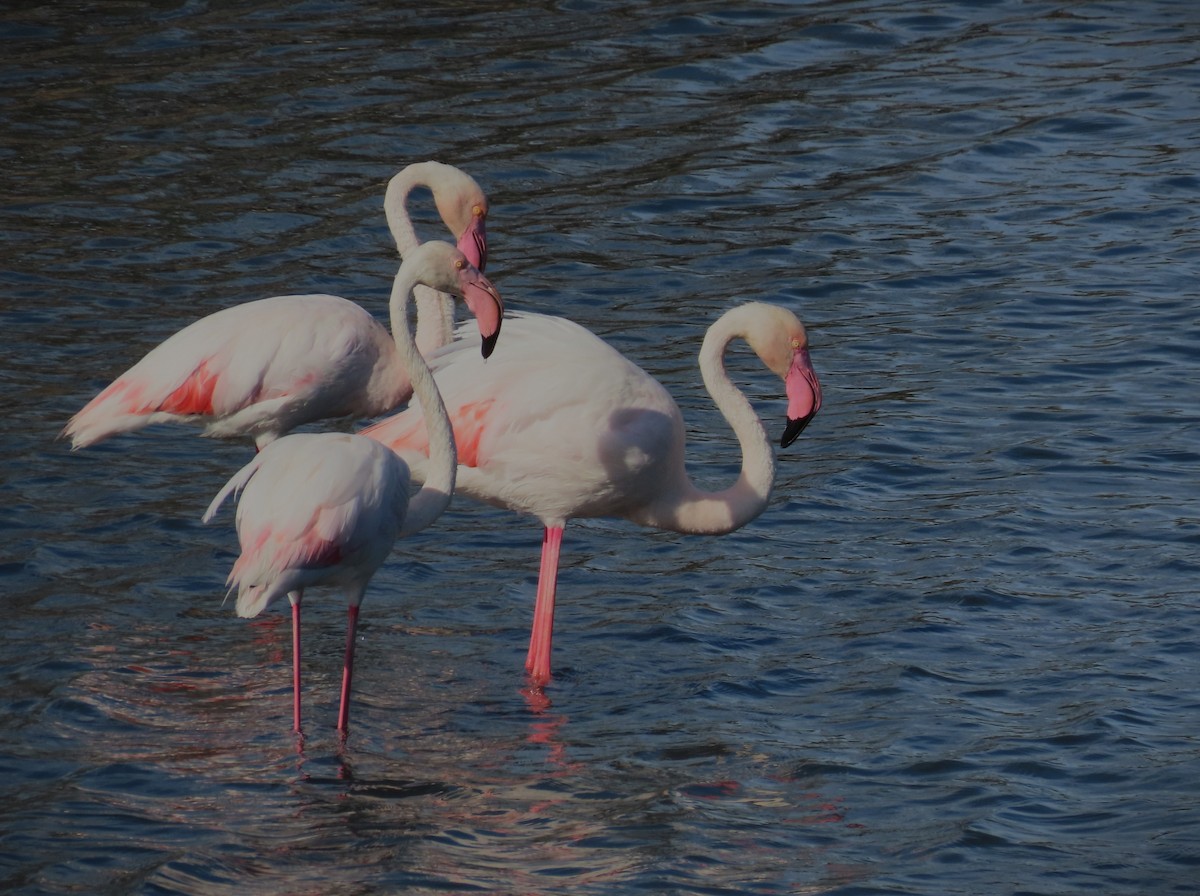 Greater Flamingo - Jose Adrián  Sánchez Romero