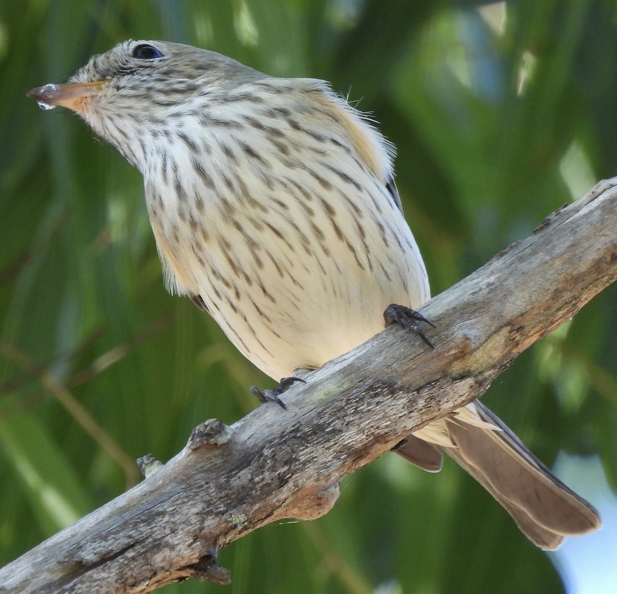 Rufous Whistler - Maylene McLeod