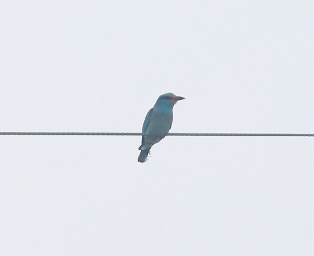 European Roller - Paul Bourdin