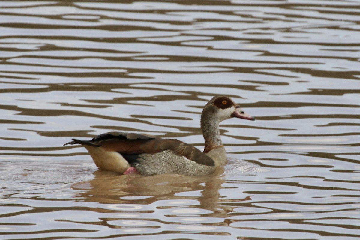 Egyptian Goose - ML619276203