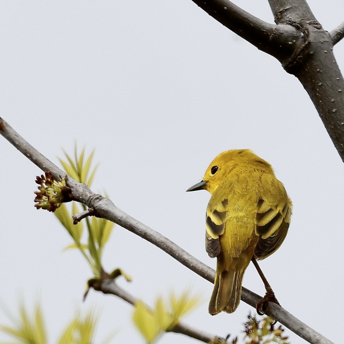 Yellow Warbler - Cate Hopkinson
