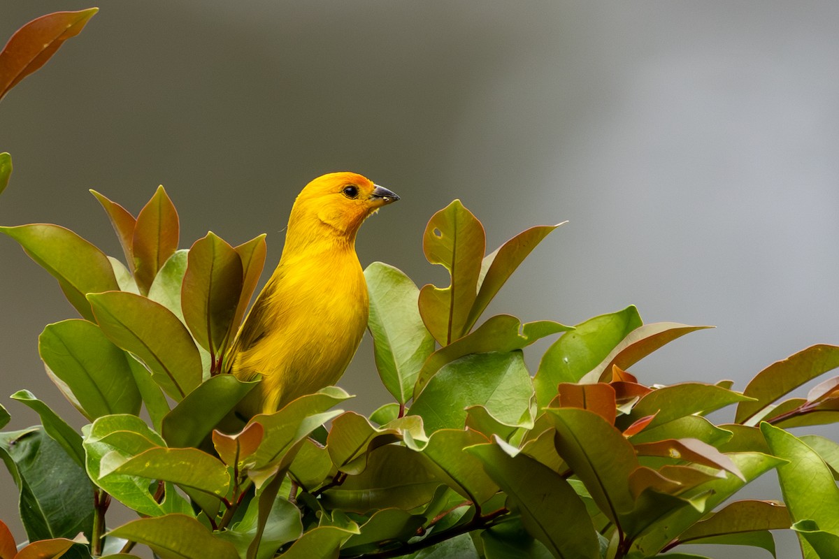 Saffron Finch - ML619276214