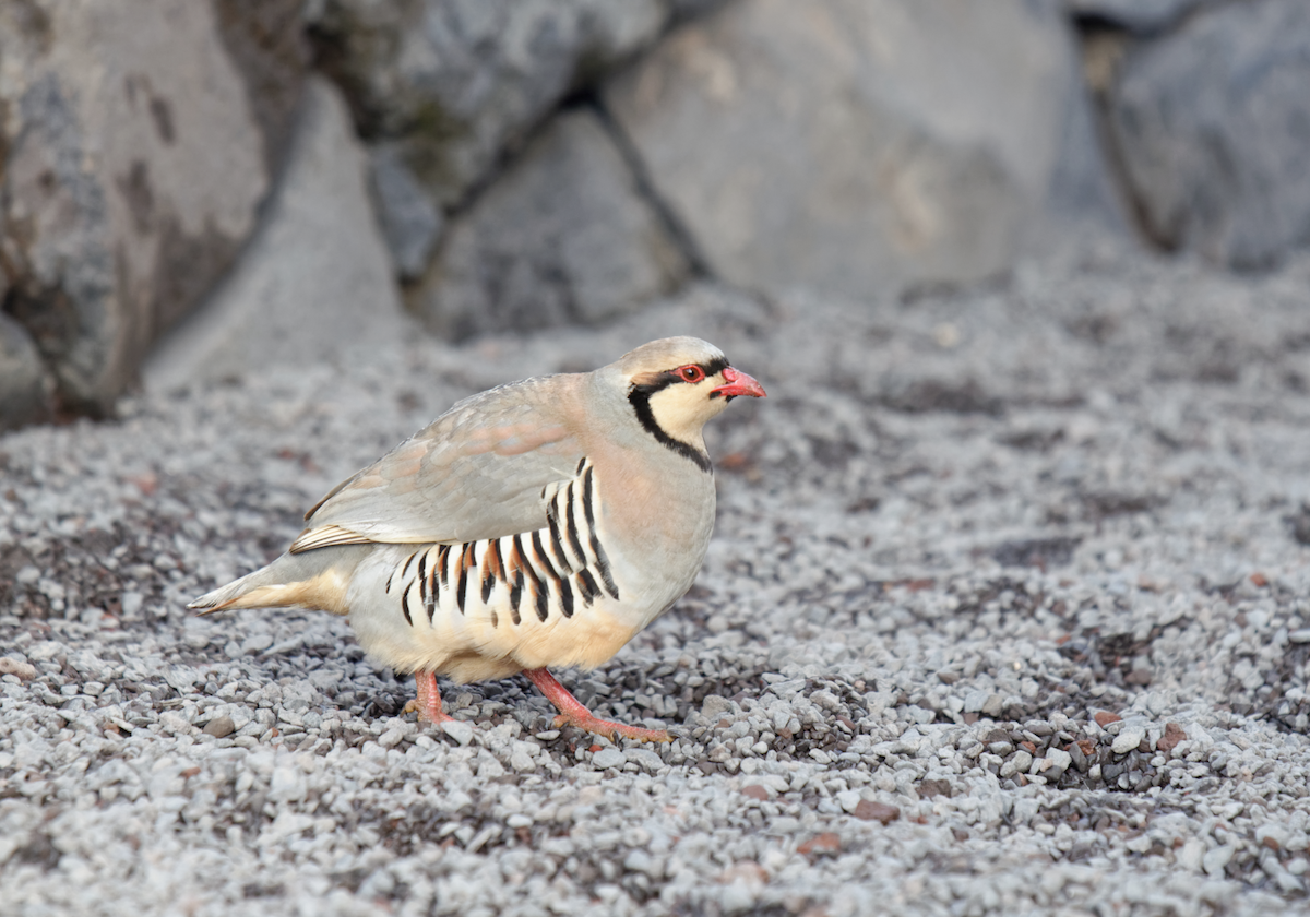 Chukar - Kevin Huang