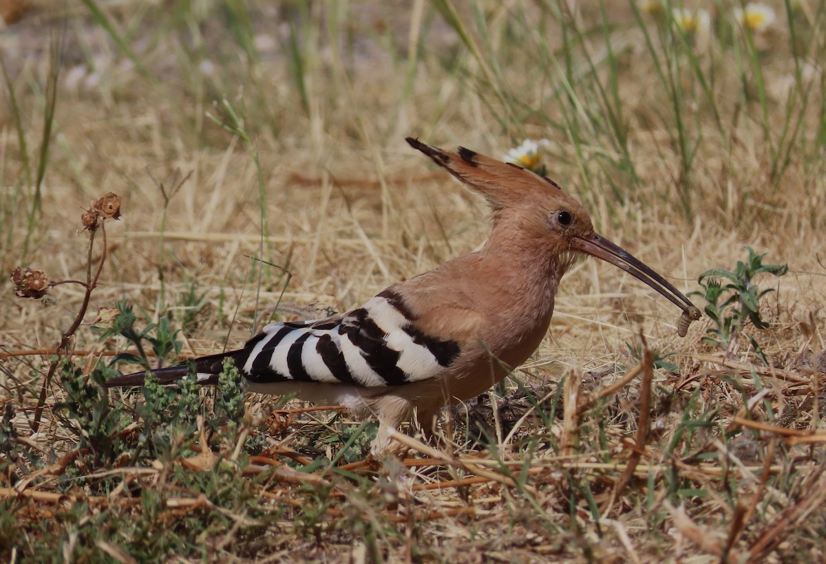 Eurasian Hoopoe - Jose Adrián  Sánchez Romero