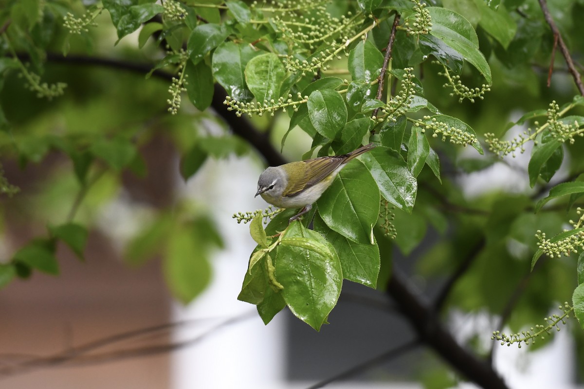 Tennessee Warbler - Christiane Hébert