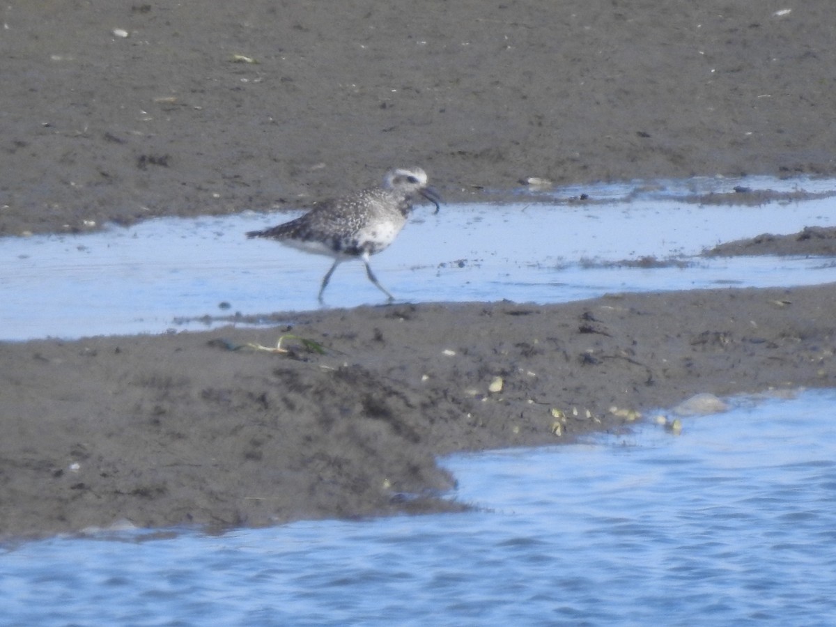 Black-bellied Plover - Layton Pace