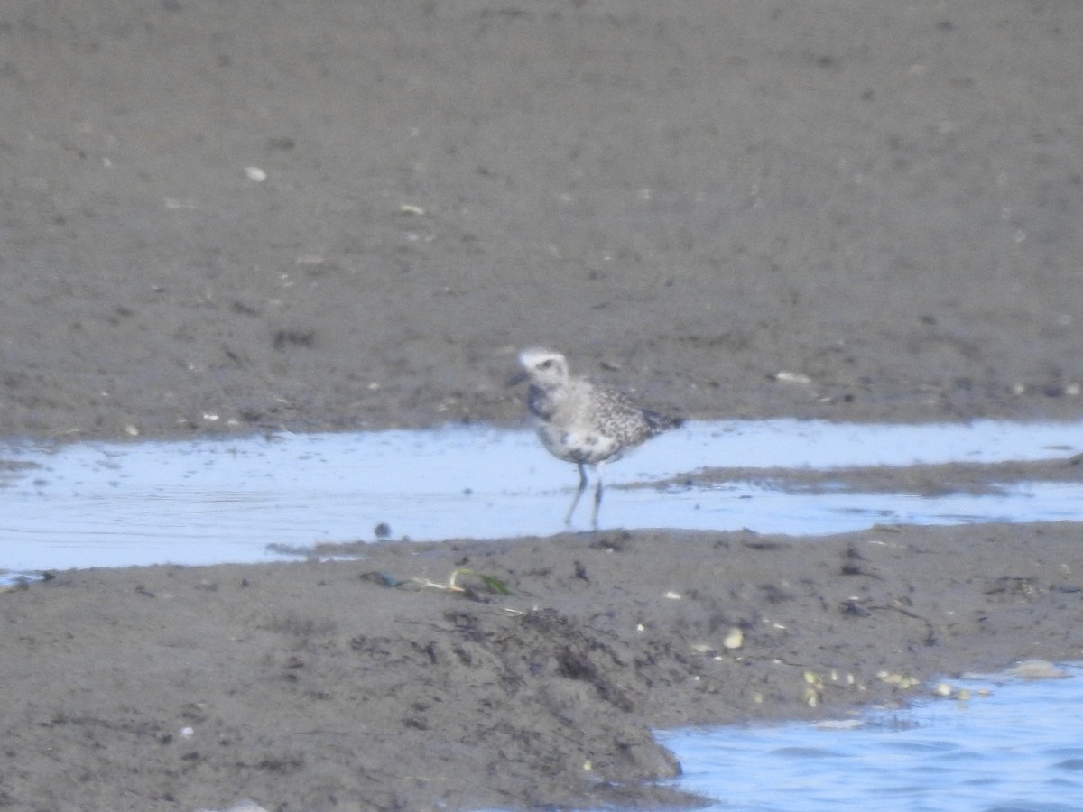 Black-bellied Plover - Layton Pace