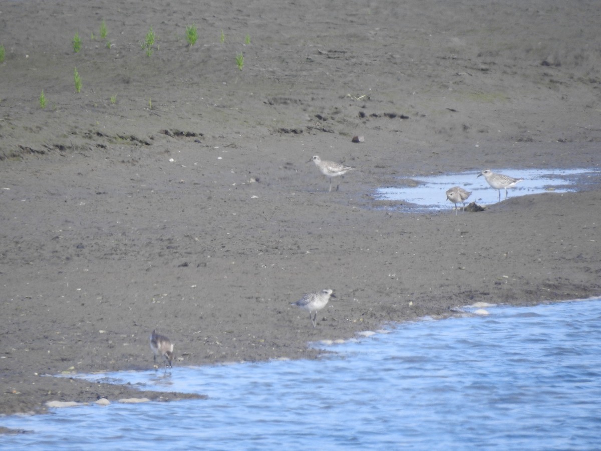 Black-bellied Plover - Layton Pace