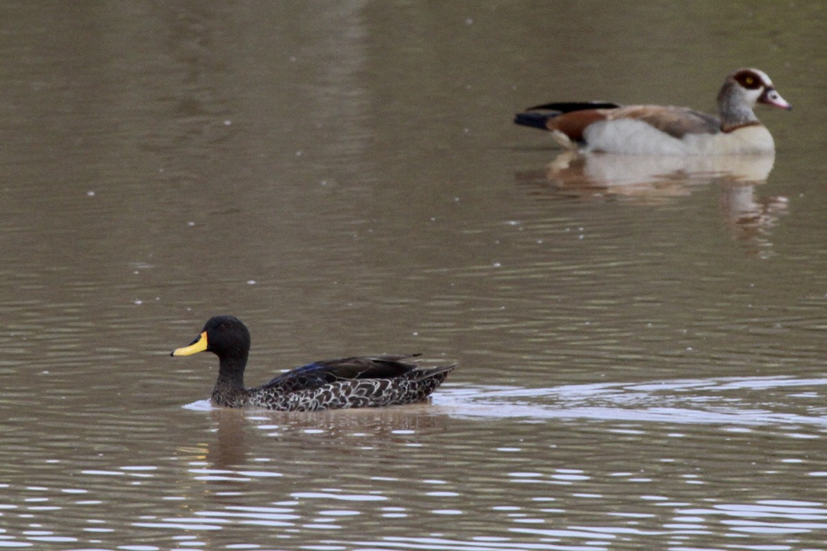 Canard à bec jaune - ML619276236