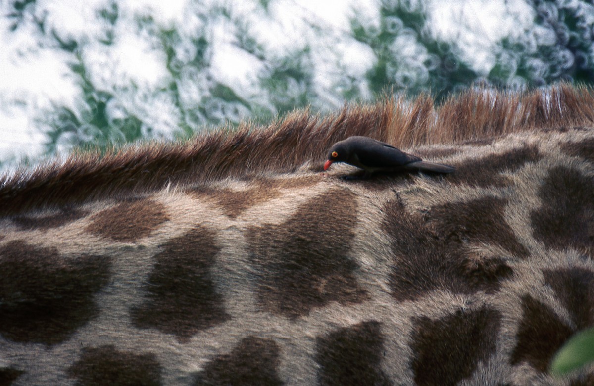 Red-billed Oxpecker - ML619276237