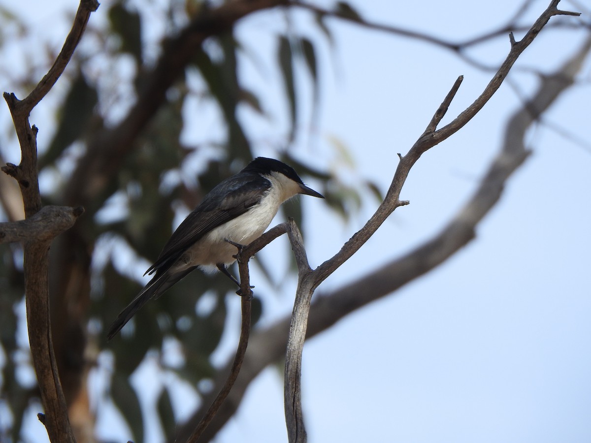 Restless Flycatcher - Finn Craig-Harding