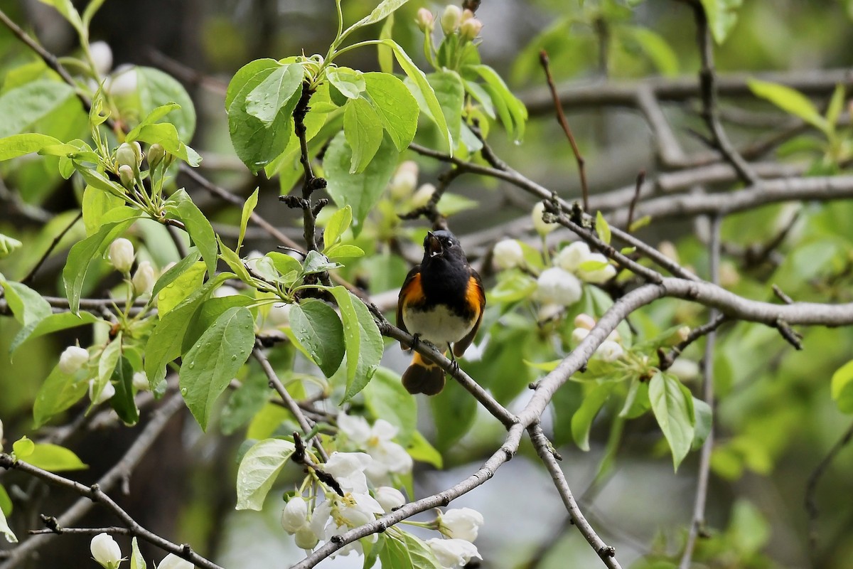 American Redstart - Christiane Hébert