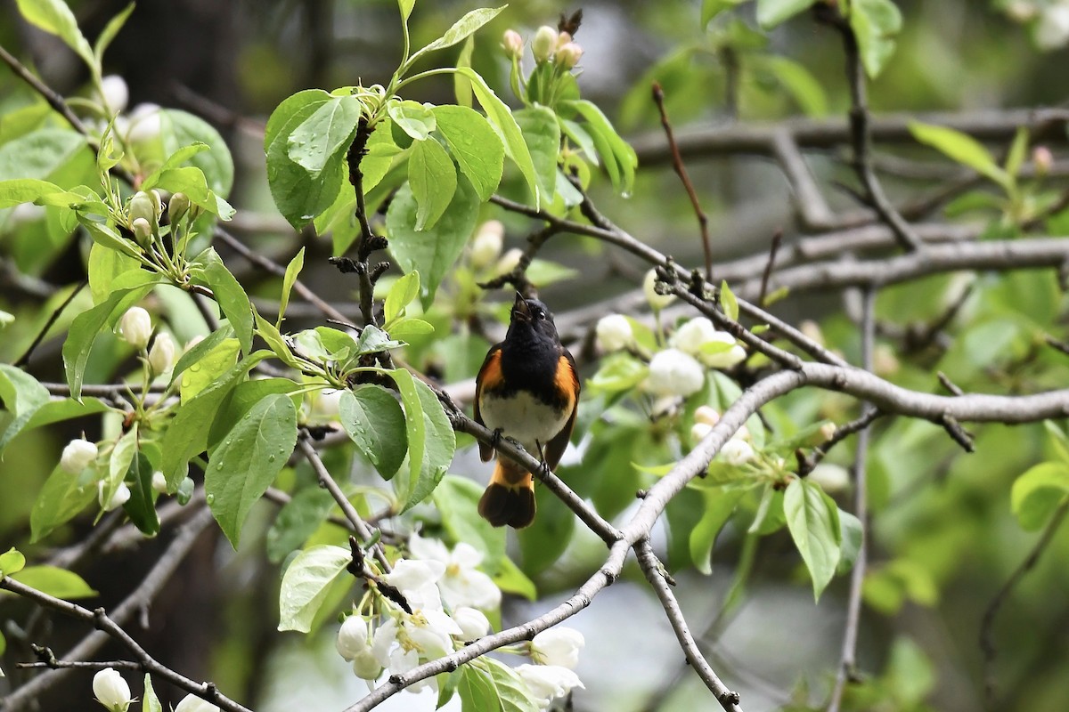 American Redstart - Christiane Hébert